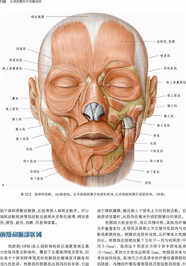 头颈部整形外科解剖学
