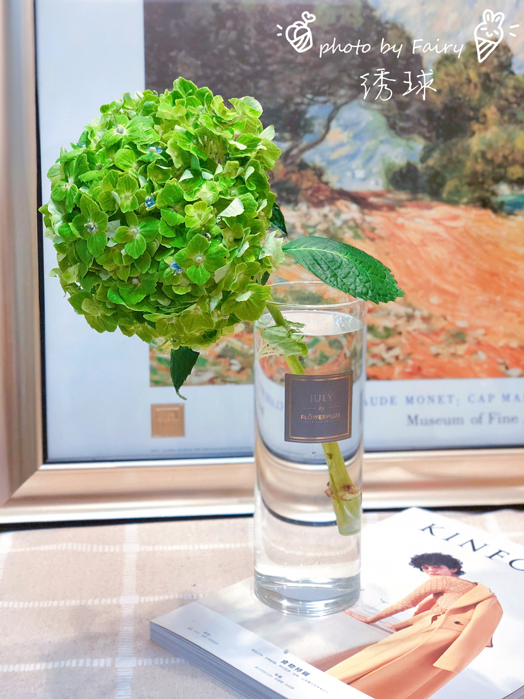 哥伦比亚进口绿绣球1支