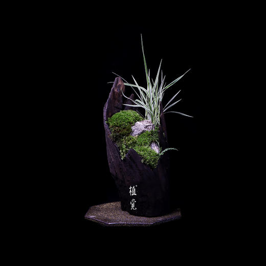 植觉枯木苔藓盆栽苔藓盆景