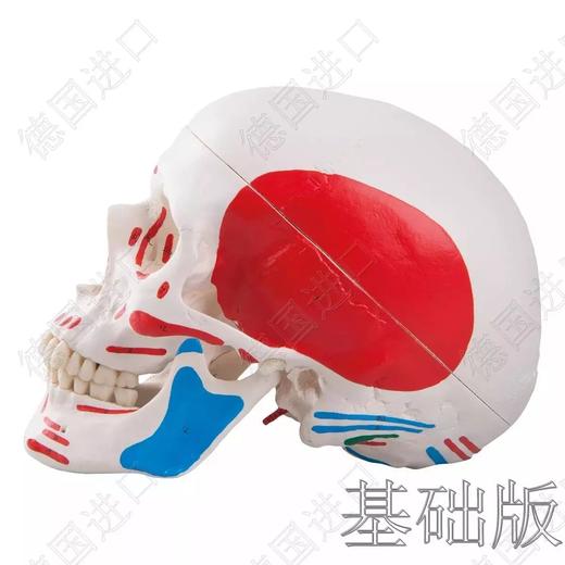 经典版—德国原装进口颅脑三维模型——-厂家直销——现货 节后发货 商品图6