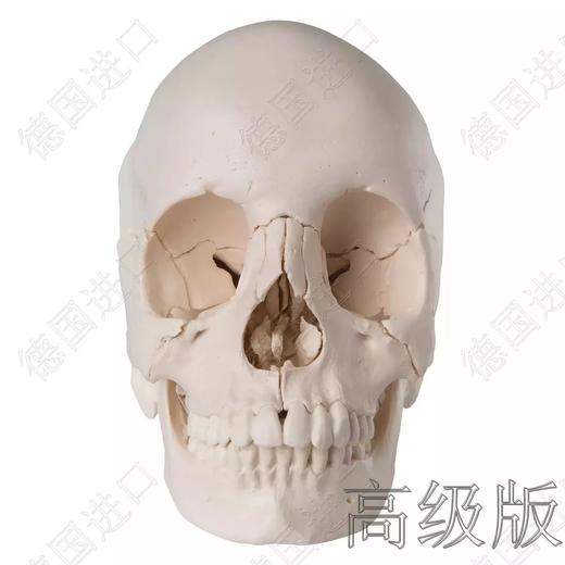 高级版-德国原装进口颅脑三维模型—-厂家直销——现货 商品图1