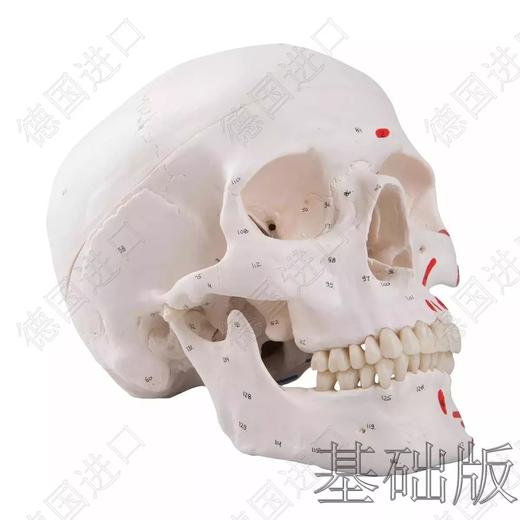 经典版—德国原装进口颅脑三维模型——-厂家直销——现货 节后发货 商品图2