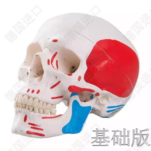 经典版—德国原装进口颅脑三维模型——-厂家直销——现货 节后发货 商品图1