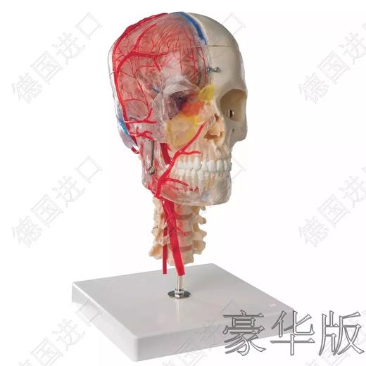 豪华版—德国原装进口颅脑三维模型 商品图1