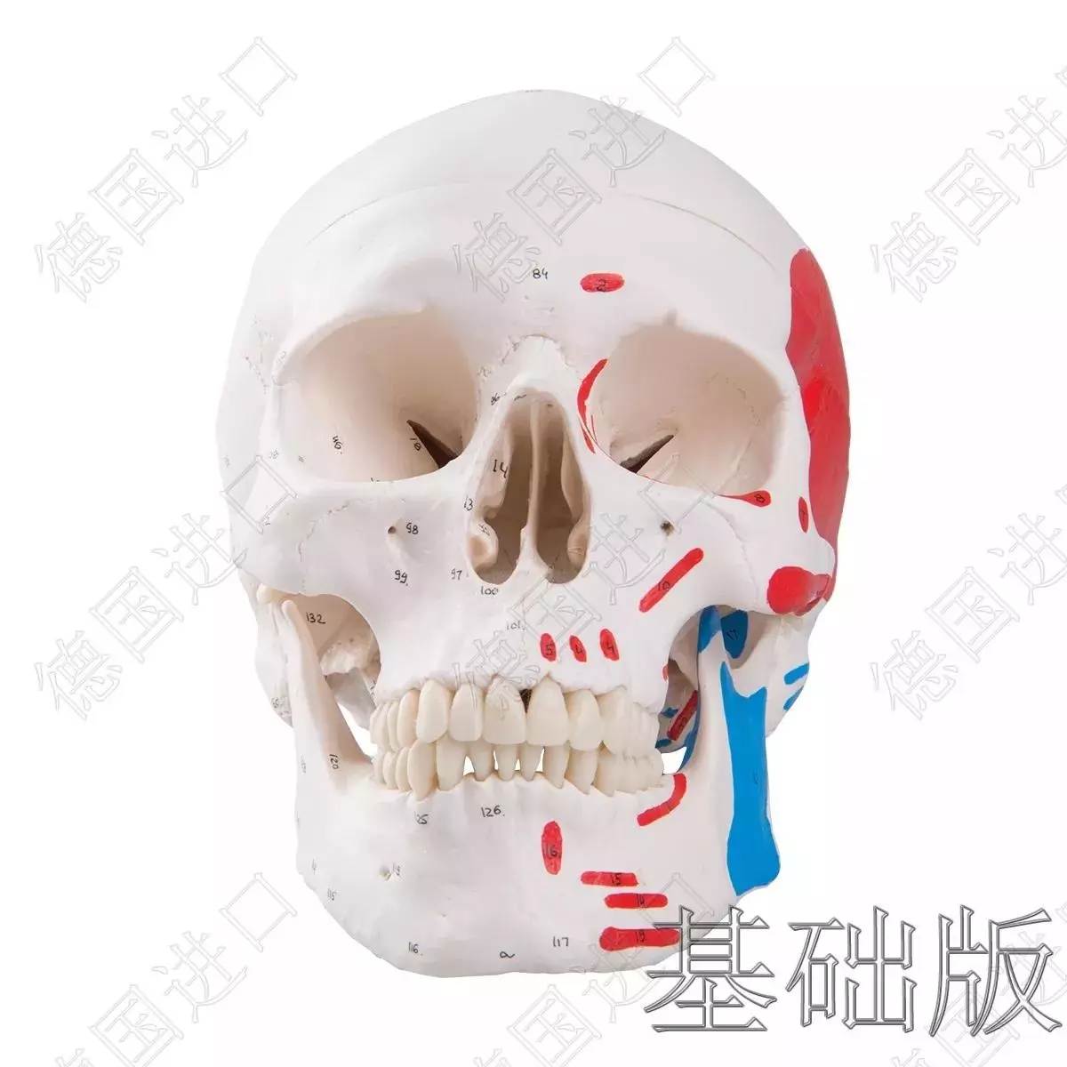 经典版—德国原装进口颅脑三维模型——-厂家直销——现货 节后发货