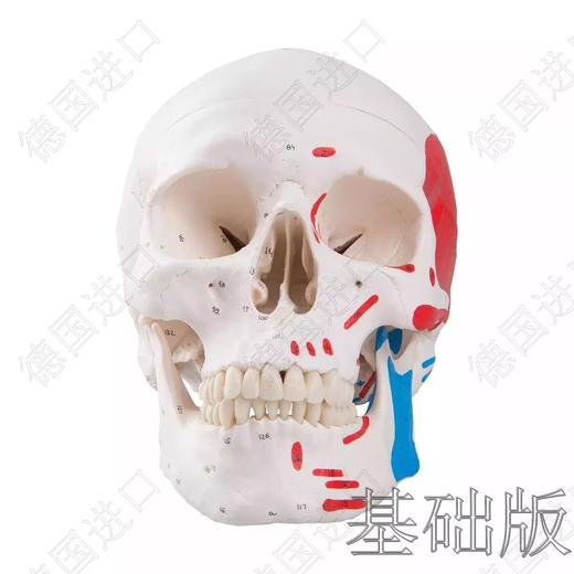 经典版—德国原装进口颅脑三维模型——-厂家直销——现货 节后发货 商品图0