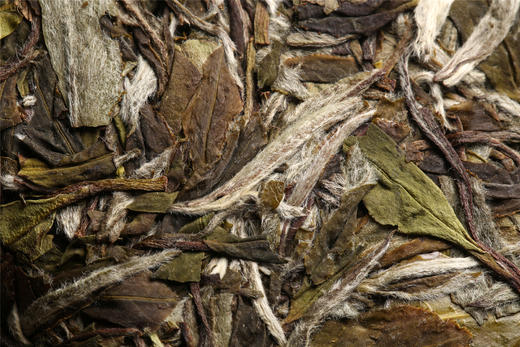 丰聘号·国色天香白茶（特级白牡丹） 商品图5