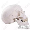 经典版—德国原装进口颅脑三维模型——-厂家直销——现货 节后发货 商品缩略图5