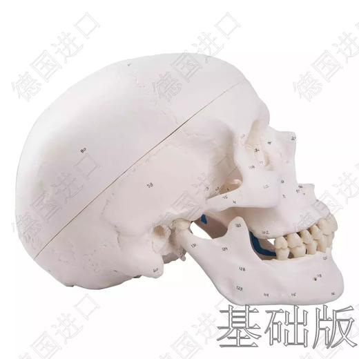 经典版—德国原装进口颅脑三维模型——-厂家直销——现货 节后发货 商品图5
