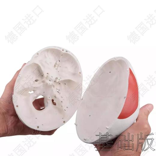 经典版—德国原装进口颅脑三维模型——-厂家直销——现货 节后发货 商品图4