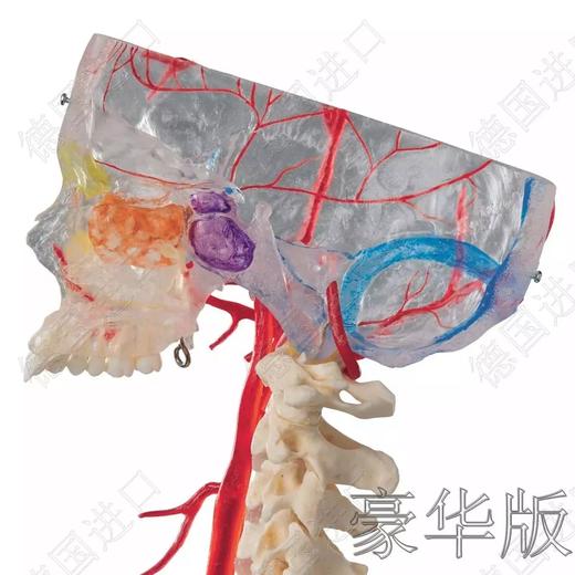 豪华版—德国原装进口颅脑三维模型 商品图6