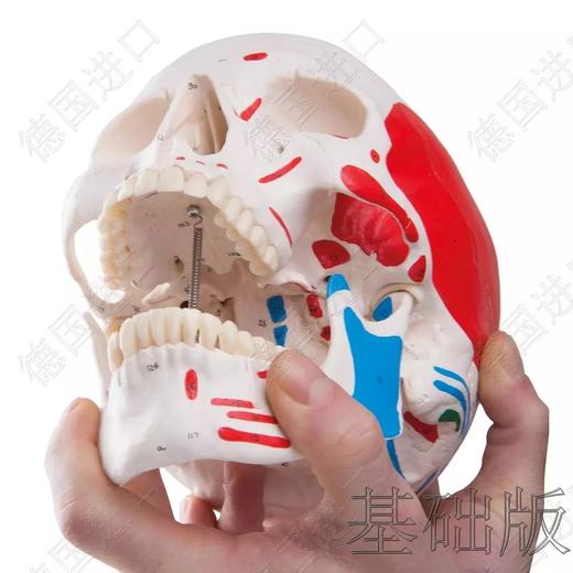 经典版—德国原装进口颅脑三维模型——-厂家直销——现货 节后发货 商品图7