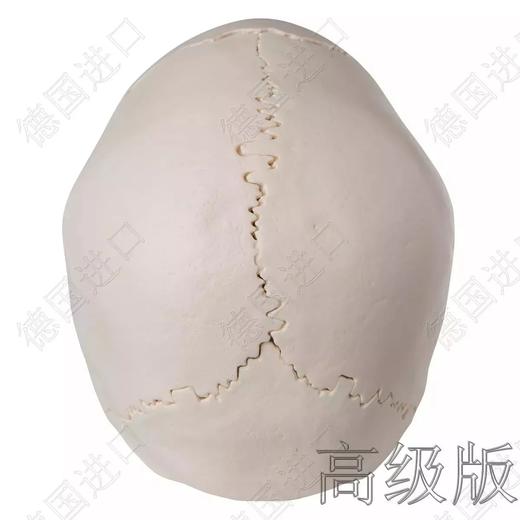 高级版-德国原装进口颅脑三维模型—-厂家直销——现货 商品图4