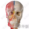 豪华版—德国原装进口颅脑三维模型 商品缩略图3