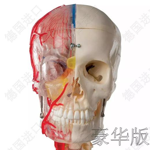 豪华版—德国原装进口颅脑三维模型 商品图3
