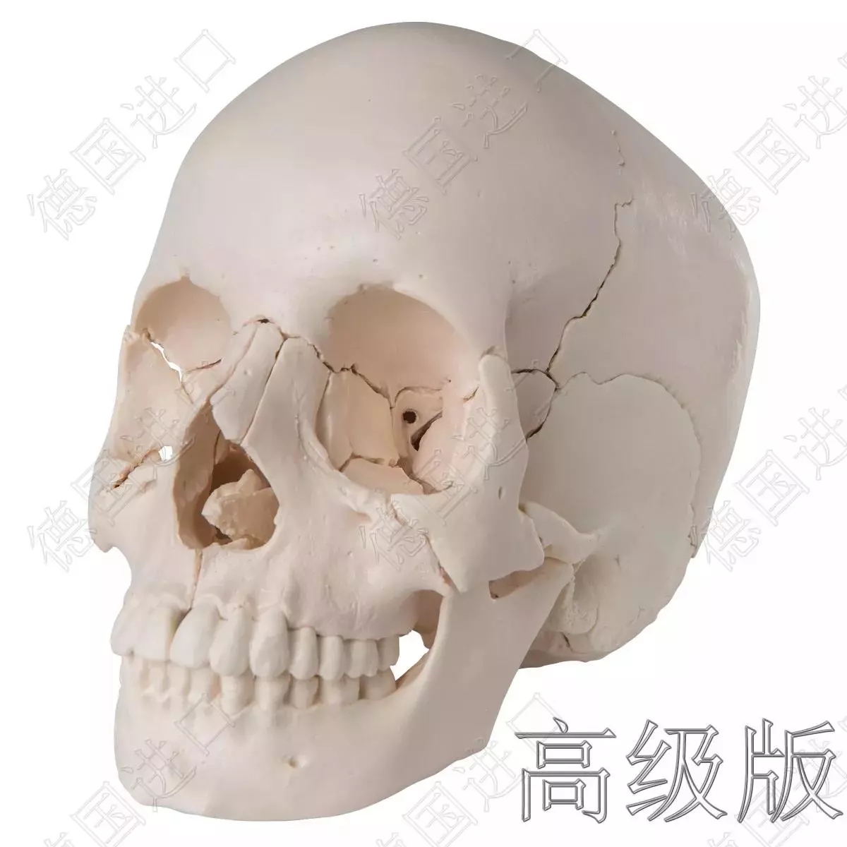 高级版-德国原装进口颅脑三维模型—-厂家直销——现货