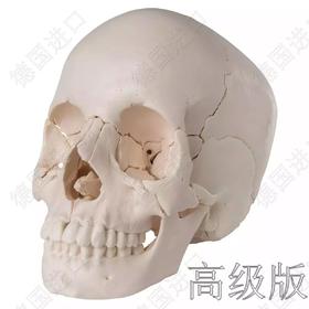 高级版-德国原装进口颅脑三维模型—-厂家直销——现货