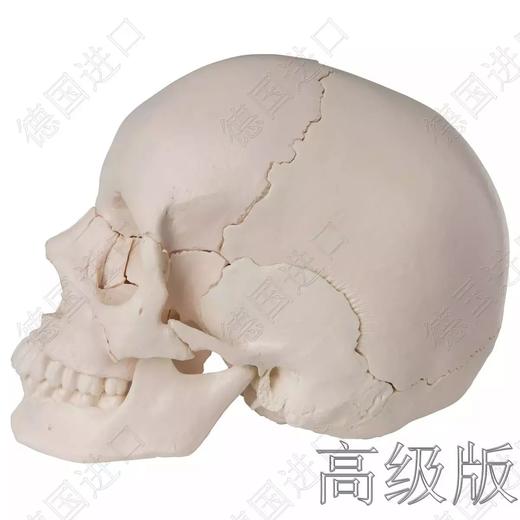 高级版-德国原装进口颅脑三维模型—-厂家直销——现货 商品图2