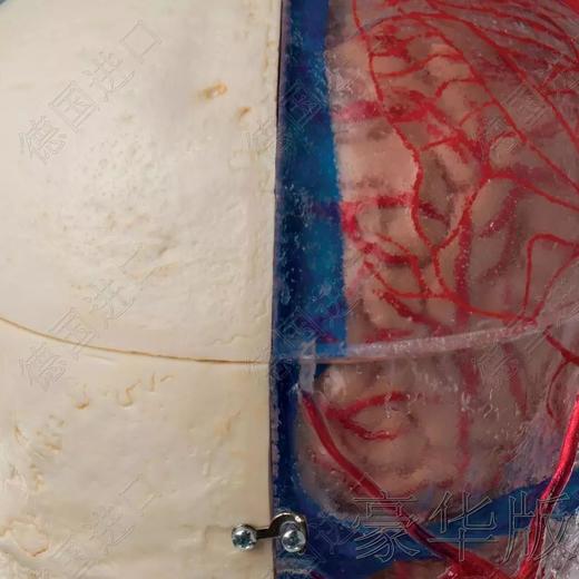 豪华版—德国原装进口颅脑三维模型 商品图2