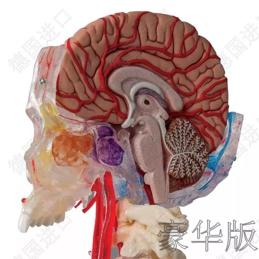 豪华版—德国原装进口颅脑三维模型 商品图4