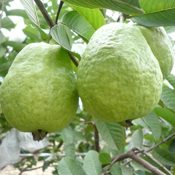 台湾品种红心芭乐 甜爽 果场现摘现发 5斤包邮 - 甜果屋原产地水果