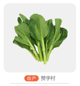 菜心（哈尔滨）