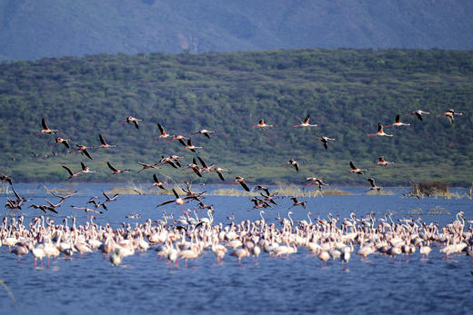 【肯尼亚】见证动物大迁徙11天摄影团（迁徙季） 商品图2