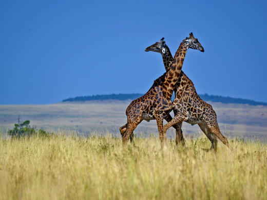 【肯尼亚】见证动物大迁徙11天摄影团（迁徙季） 商品图6