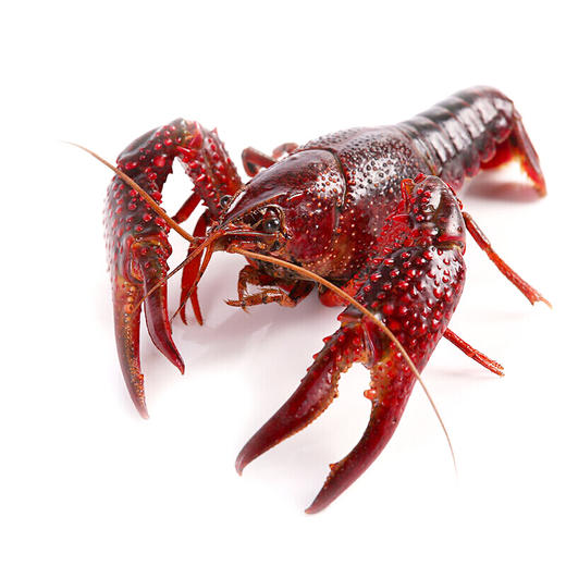 【鲜活】江苏盱眙清水鲜活小龙虾 活体 1000g 约7-9钱/只