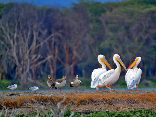 【肯尼亚】见证动物大迁徙11天摄影团（迁徙季） 商品图5
