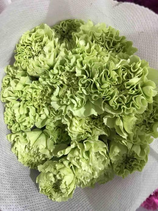 康乃馨绿色 - 昆明起秀鲜花