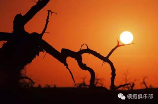 私享小团丨金色胡杨·额济纳旗、沙漠黑水城、张掖雅丹、嘉峪关、金塔胡杨林7天摄影团 商品图1