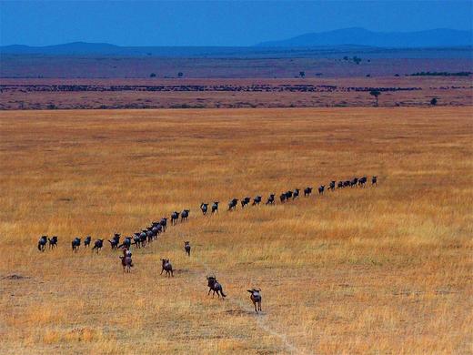 【肯尼亚】见证动物大迁徙11天摄影团（迁徙季） 商品图8