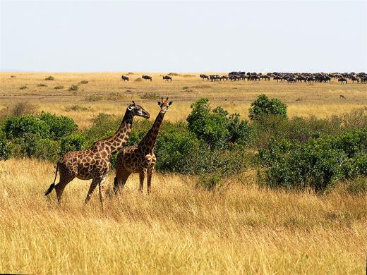 【肯尼亚】见证动物大迁徙11天摄影团（迁徙季） 商品图7