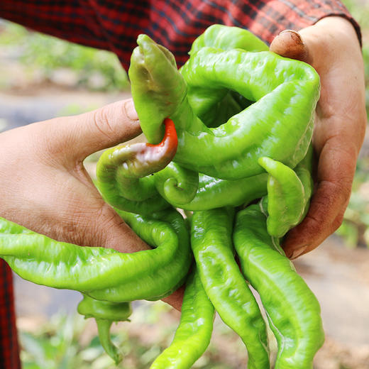 每日现摘 农家螺丝椒 形如螺丝  皮薄脆嫩  口感微辣  辣椒  300g 商品图2