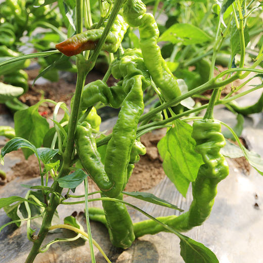 每日现摘 农家螺丝椒 形如螺丝  皮薄脆嫩  口感微辣  辣椒  300g 商品图3