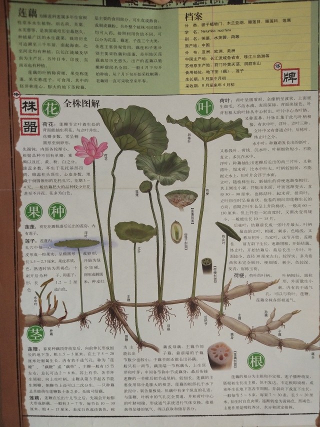 预售藕带预计7月17日起陆续发货只限京津冀