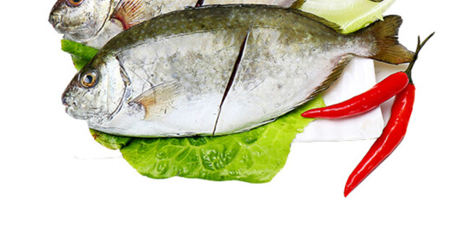 泥猛鱼天然野生肉质滑口鱼肥肉美煲黄豆酱味佳