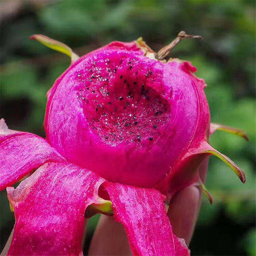 蜜宝红心火龙果 商品图3