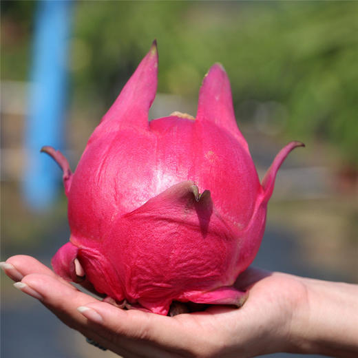 蜜宝红心火龙果 商品图6