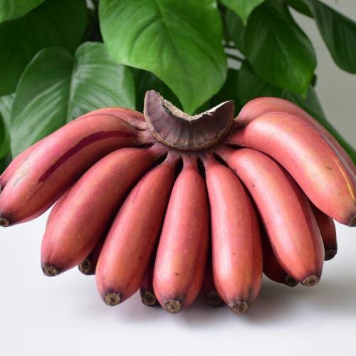 红香蕉1kg