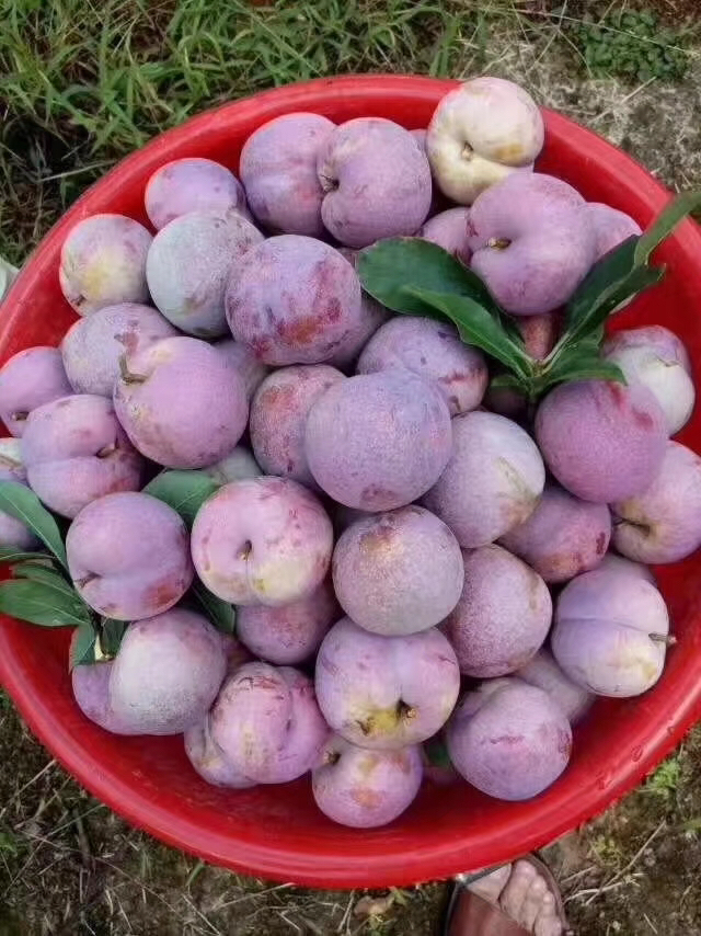 福建武平东留芙蓉李 高海拔 纯天然的 有机水果 不打蜡不催熟爽口水分