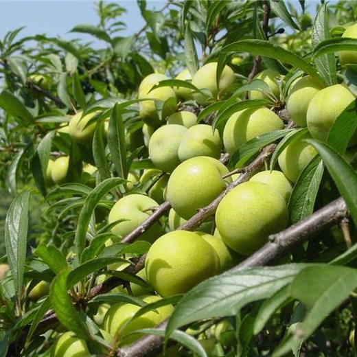 酸甜爽脆巫山直采青脆李江干李5斤