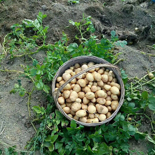 昭通高山黄心土豆 原生态种植远离污染 鲜香甜糯5斤