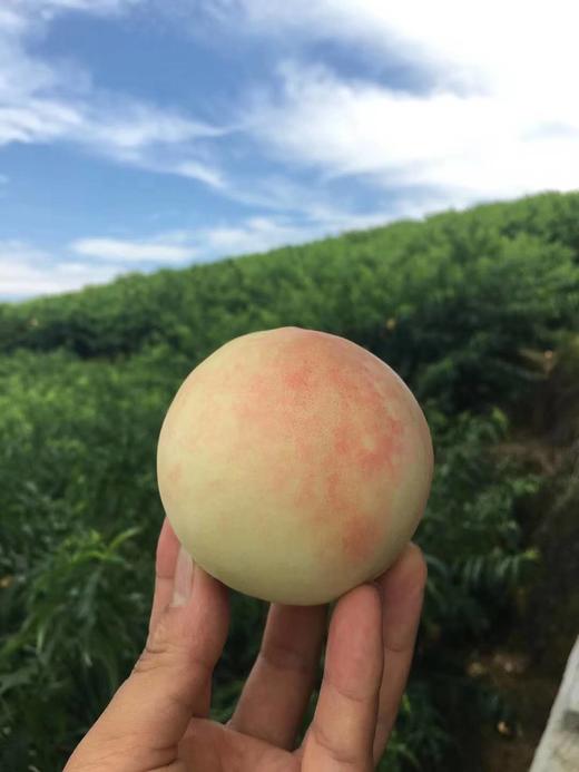 奉化水蜜桃 玉露桃 蒋氏故里 瑶池珍品