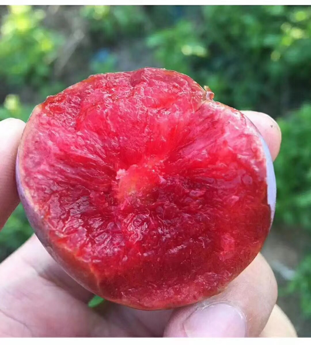 福建武平东留芙蓉李 高海拔 纯天然的 有机水果 不打蜡不催熟爽口水分