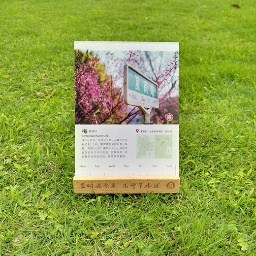 师大草木 华东师范大学植物周历 万年历  赠实木日历手机摆件 商品图3