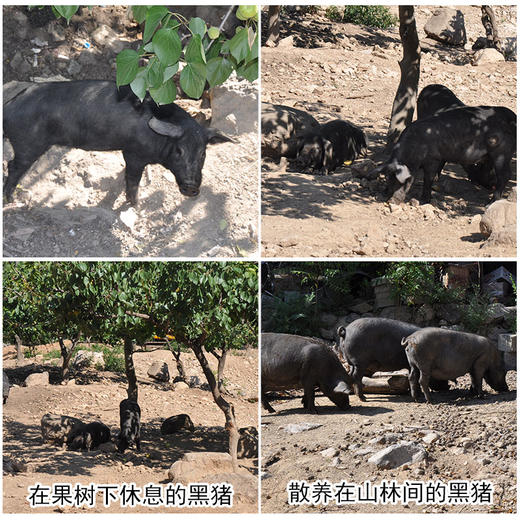 彩虹雨  散养黑猪肉 肋排350g  京津冀满百包邮 商品图1