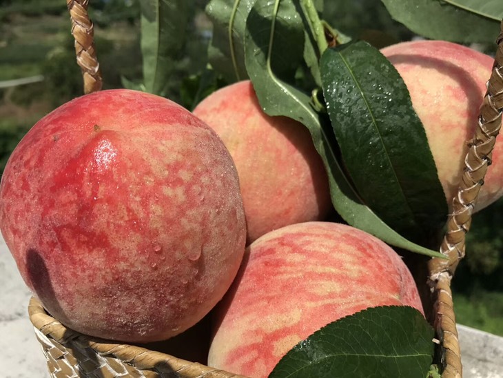 一起买专享优惠科技特派员袁军推荐充国香桃脆桃新