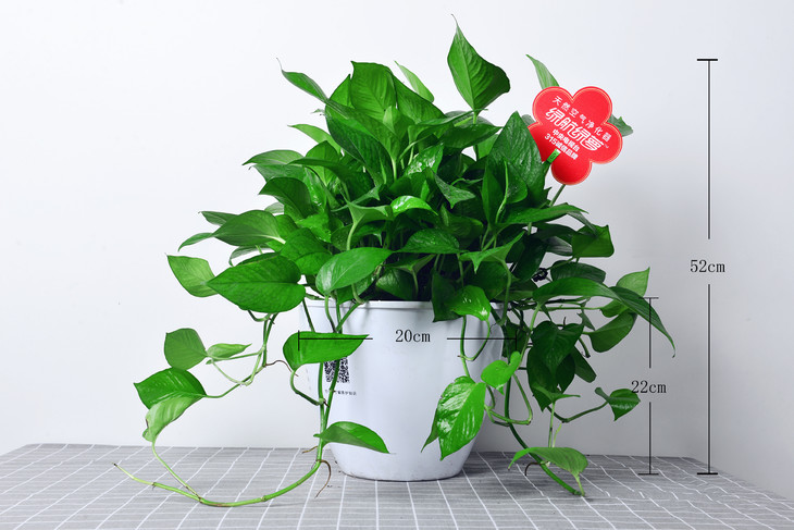 绿航绿萝白色储水盆大号